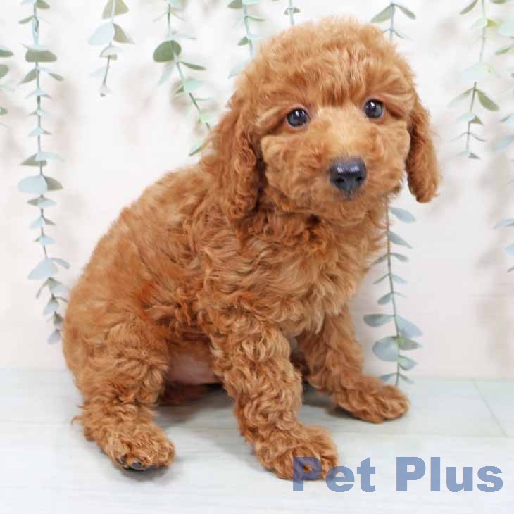 新潟県のトイプードル(トイ) (ペットプラス 新潟青山店/2026年1月5日生まれ/男の子/レッドフォーン)の子犬の1枚目の画像