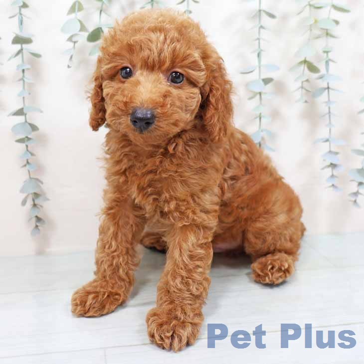 新潟県のトイプードル(トイ) (ペットプラス 新潟青山店/2026年1月5日生まれ/男の子/レッドフォーン)の子犬の2枚目の画像