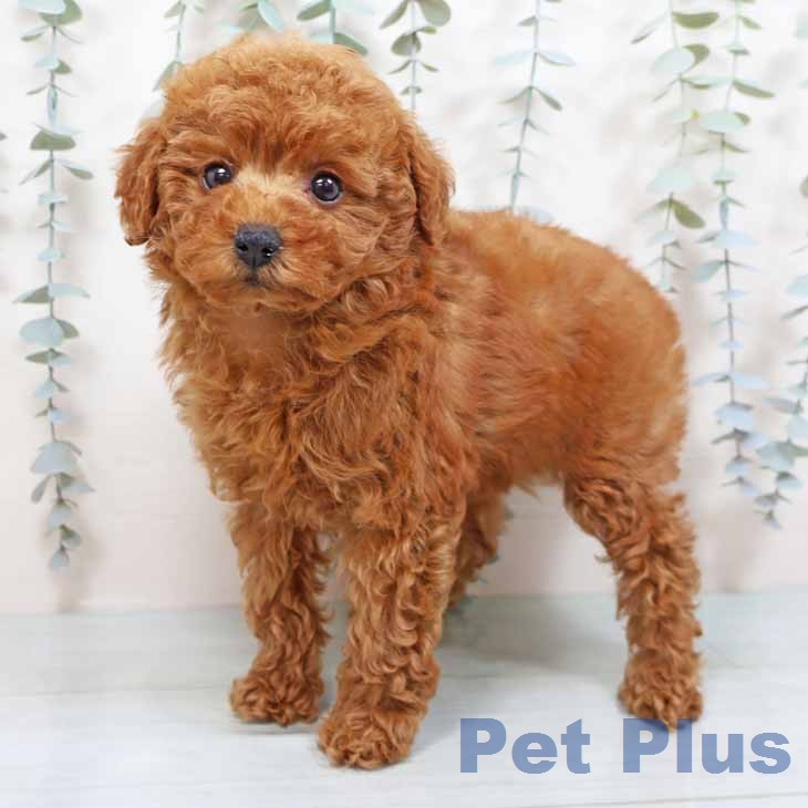 トイ・プードルの写真2