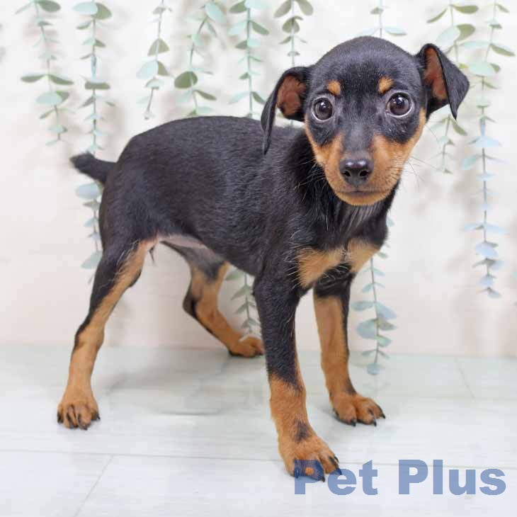 京都府のミニチュアピンシャー (ペットプラス 京都桂川店/2026年1月3日生まれ/女の子/ブラックタン)の子犬の1枚目の画像