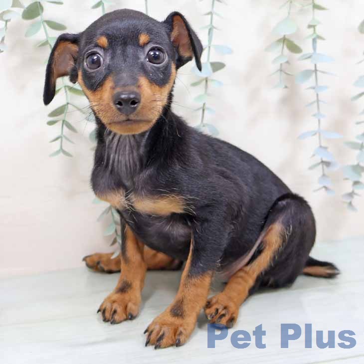 京都府のミニチュアピンシャー (ペットプラス 京都桂川店/2026年1月3日生まれ/女の子/ブラックタン)の子犬の2枚目の画像