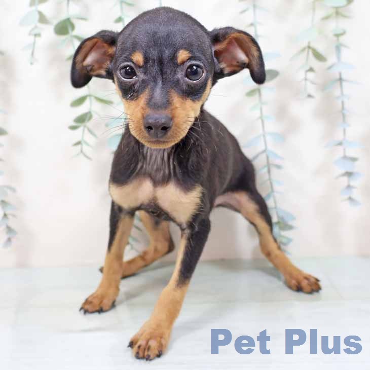 大阪府のミニチュアピンシャー (ペットプラス イオン大日店/2026年1月3日生まれ/女の子/ブラックタン)の子犬