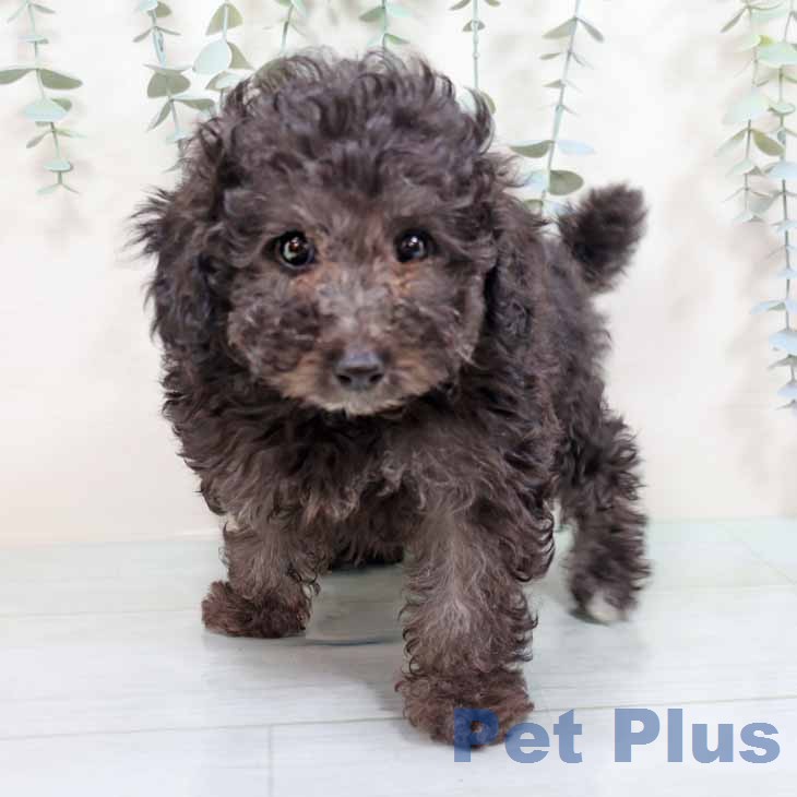 トイ・プードル