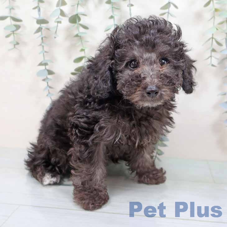 トイ・プードルの写真2