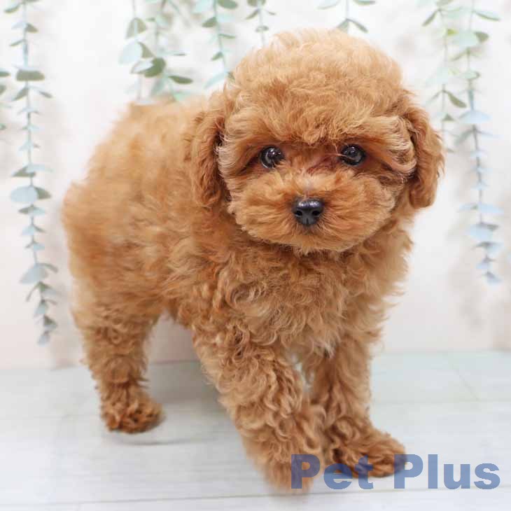 トイ・プードル