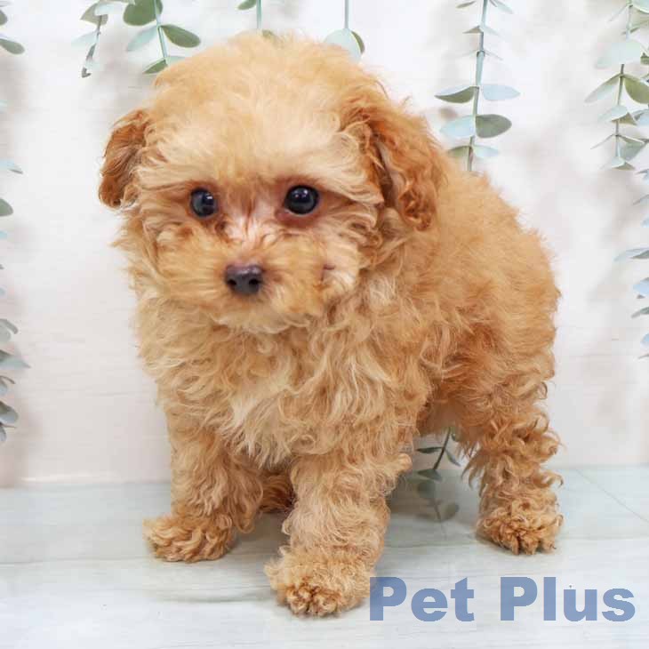 大阪府のトイプードル(トイ) (ペットプラス イオン大日店/2025年12月26日生まれ/男の子/オレンジフォーン)の子犬