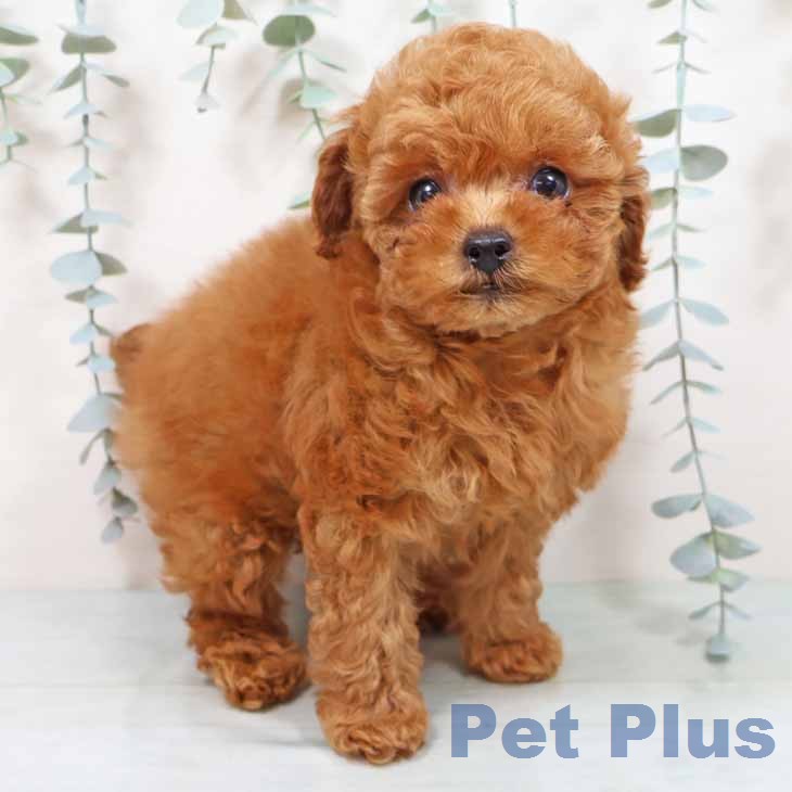 トイ・プードル