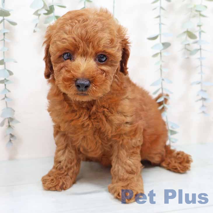 大阪府のトイプードル(トイ) (ペットプラス 堺北花田店/2026年1月7日生まれ/男の子/レッドフォーン)の子犬の1枚目の画像