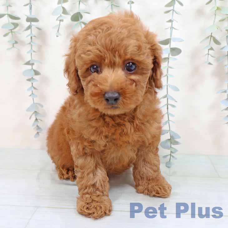 大阪府のトイプードル(トイ) (ペットプラス 堺北花田店/2026年1月7日生まれ/男の子/レッドフォーン)の子犬の2枚目の画像