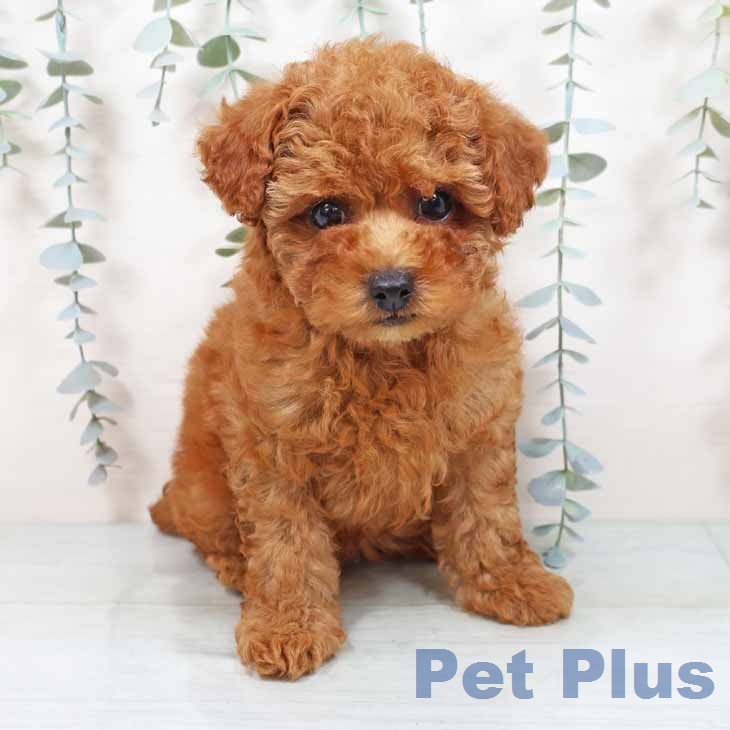 トイ・プードル