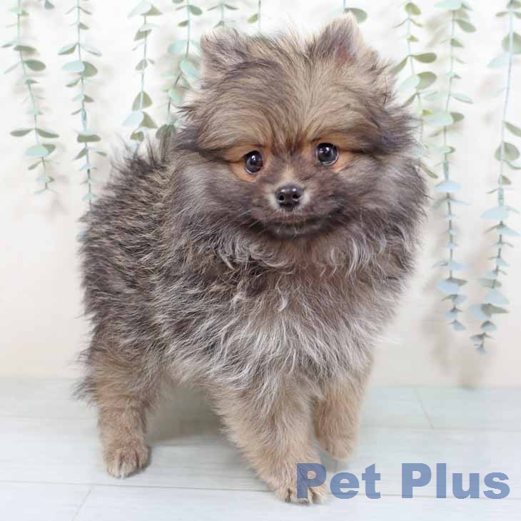 ポメラニアンの写真2