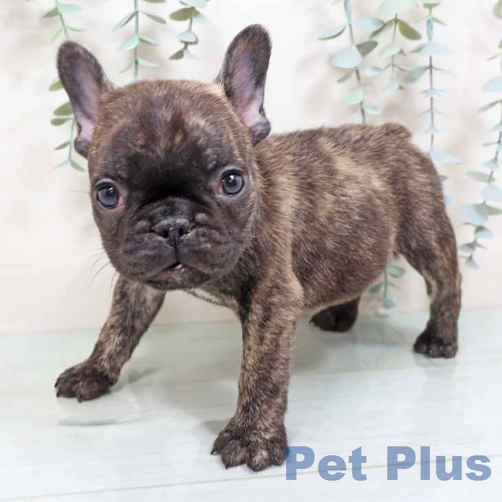 フレンチ・ブルドッグの写真2