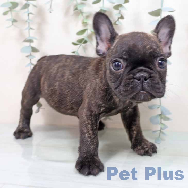 フレンチ・ブルドッグ