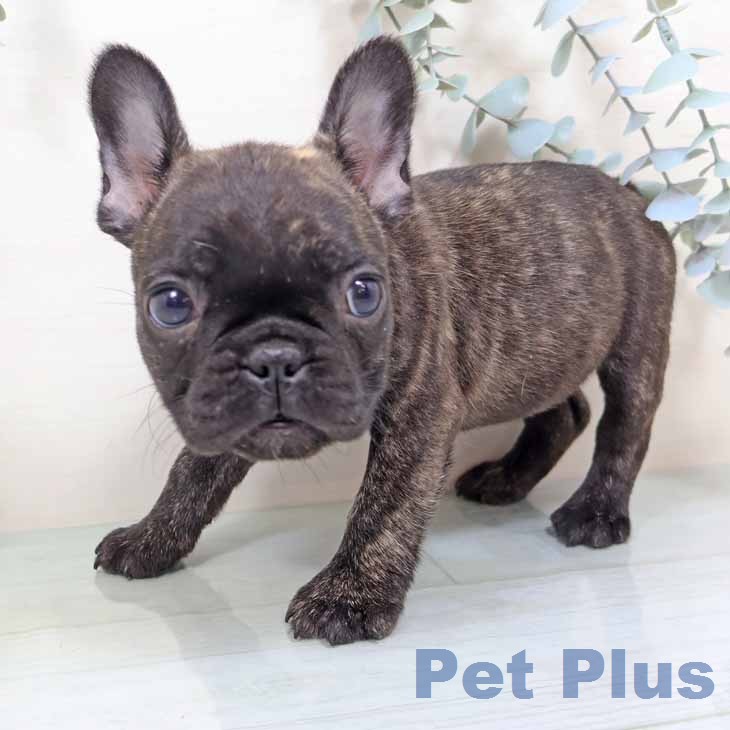 フレンチ・ブルドッグ