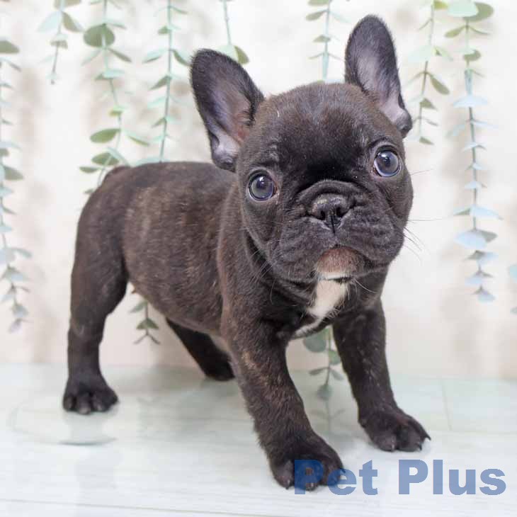 フレンチ・ブルドッグ