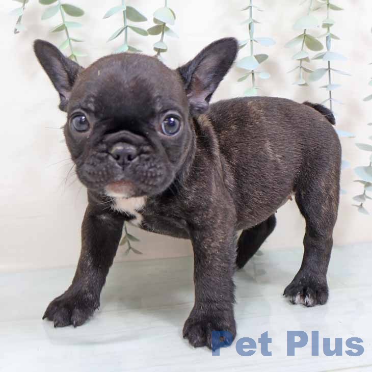 フレンチ・ブルドッグの写真2