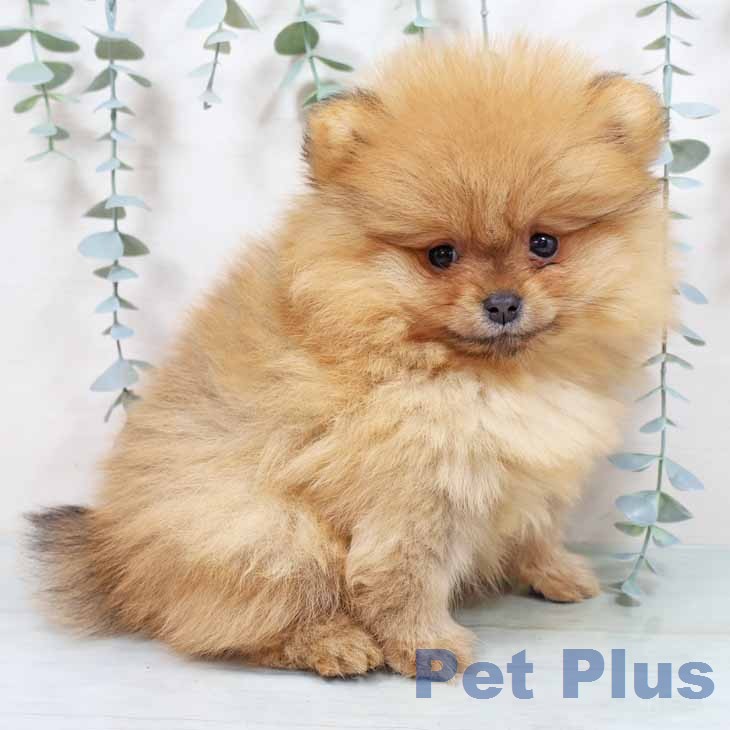 大阪府のポメラニアン (ペットプラス イオン大日店/2025年12月30日生まれ/女の子/オレンジ)の子犬