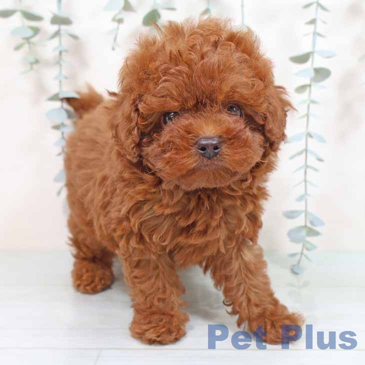 トイ・プードル