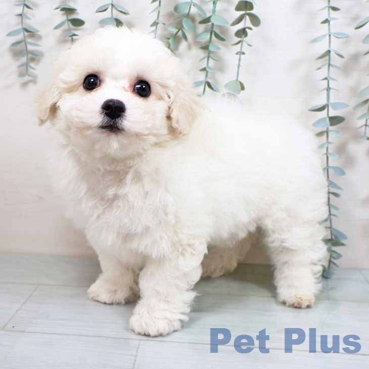 ビション・フリーゼ