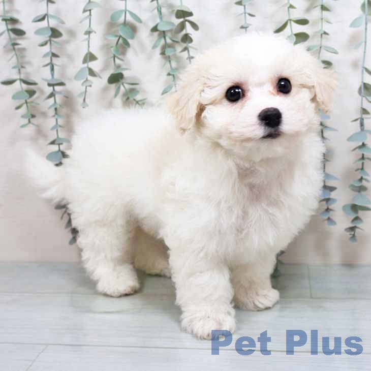 ビション・フリーゼの写真2