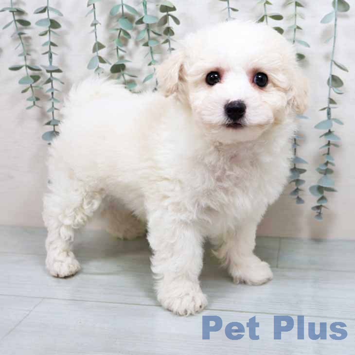 ビション・フリーゼ