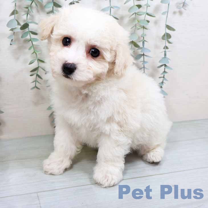 ビション・フリーゼの写真2