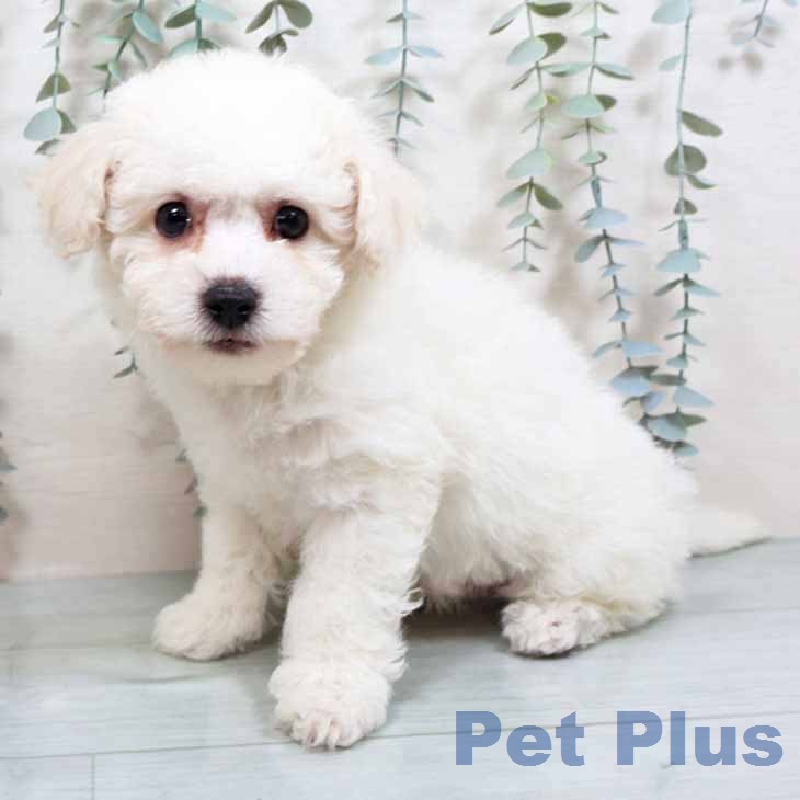 ビション・フリーゼ