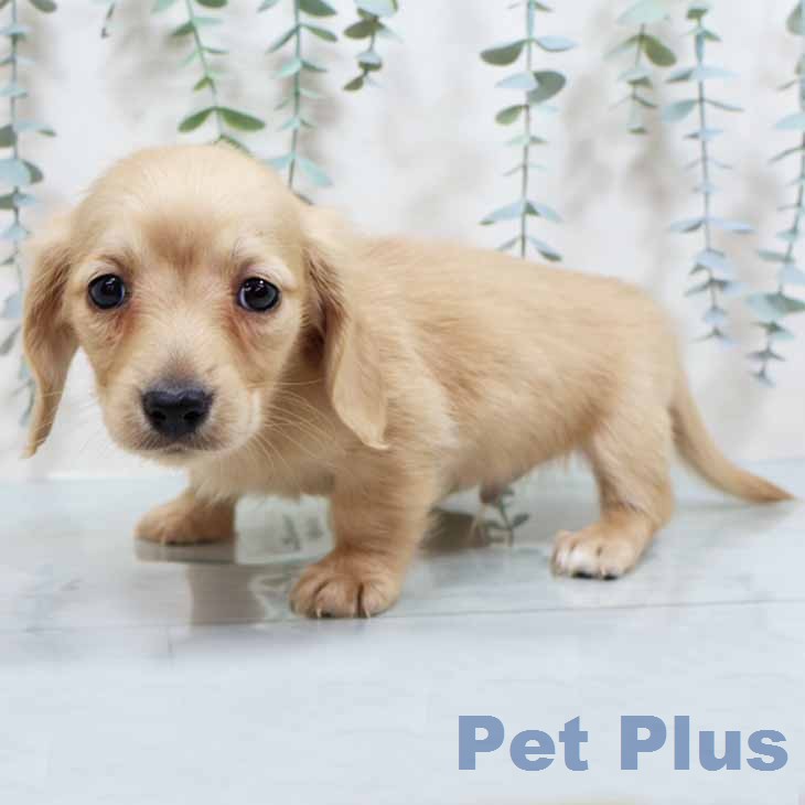 新潟県のカニンヘンダックスフンド(ロング) (ペットプラス 新潟南店/2026年1月9日生まれ/男の子/イエロー)の子犬の1枚目の画像