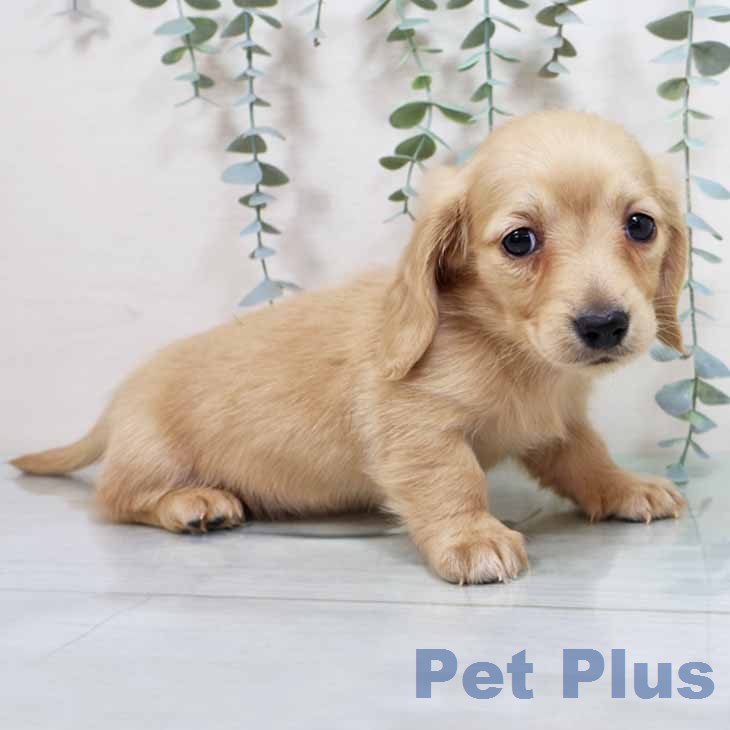 新潟県のカニンヘンダックスフンド(ロング) (ペットプラス 新潟南店/2026年1月9日生まれ/男の子/イエロー)の子犬の2枚目の画像