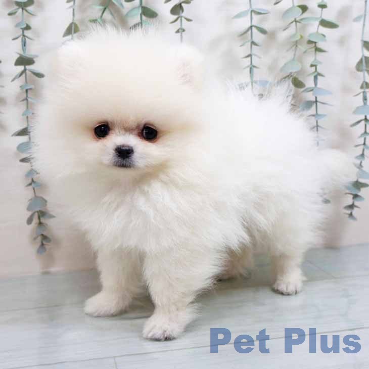 ポメラニアンの写真2