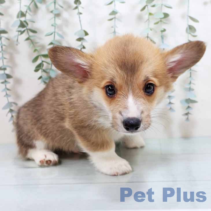 ウェルシュ・コーギー・ペンブローク