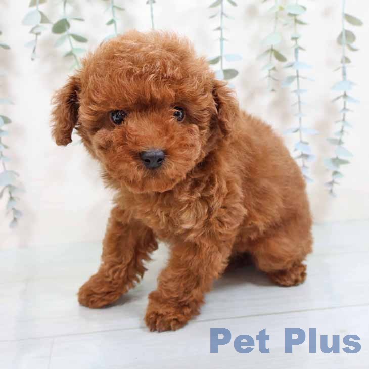 トイ・プードルの写真2