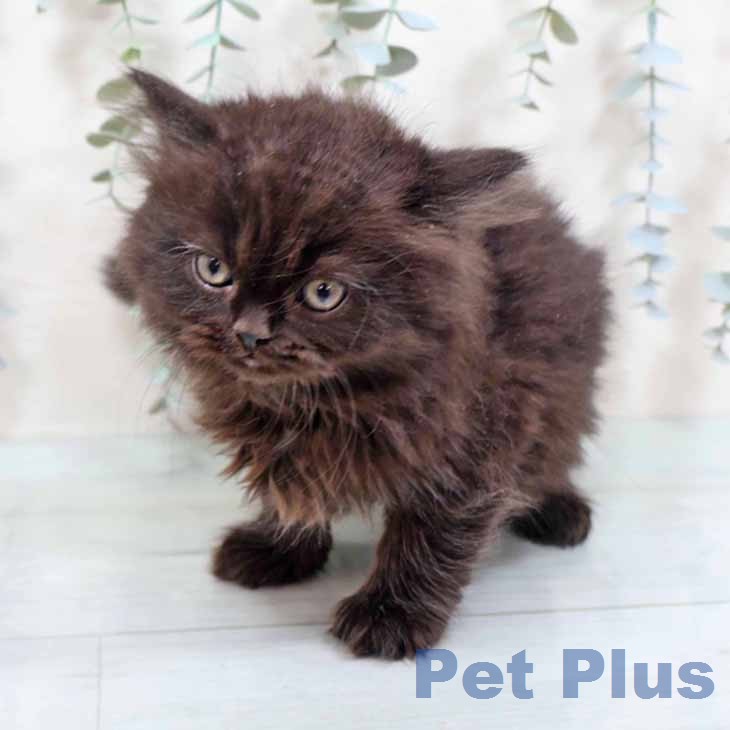 大阪府のブリティッシュロングヘアー (ペットプラス りんくう泉南店/2026年1月6日生まれ/男の子/ブラック)の子猫の2枚目の画像