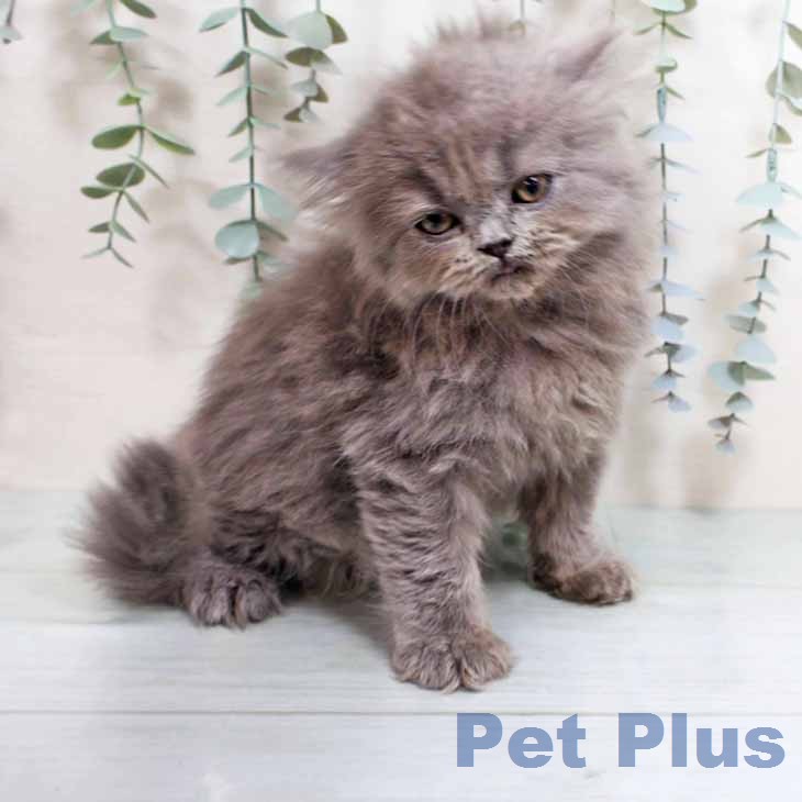 ブリティッシュロングヘア