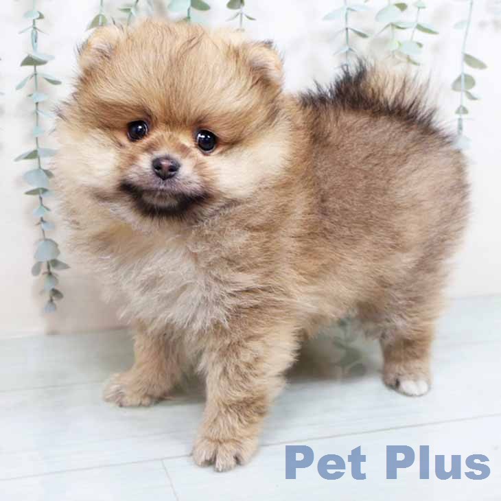 大阪府のポメラニアン (ペットプラス りんくう泉南店/2026年1月1日生まれ/男の子/オレンジ)の子犬の1枚目の画像