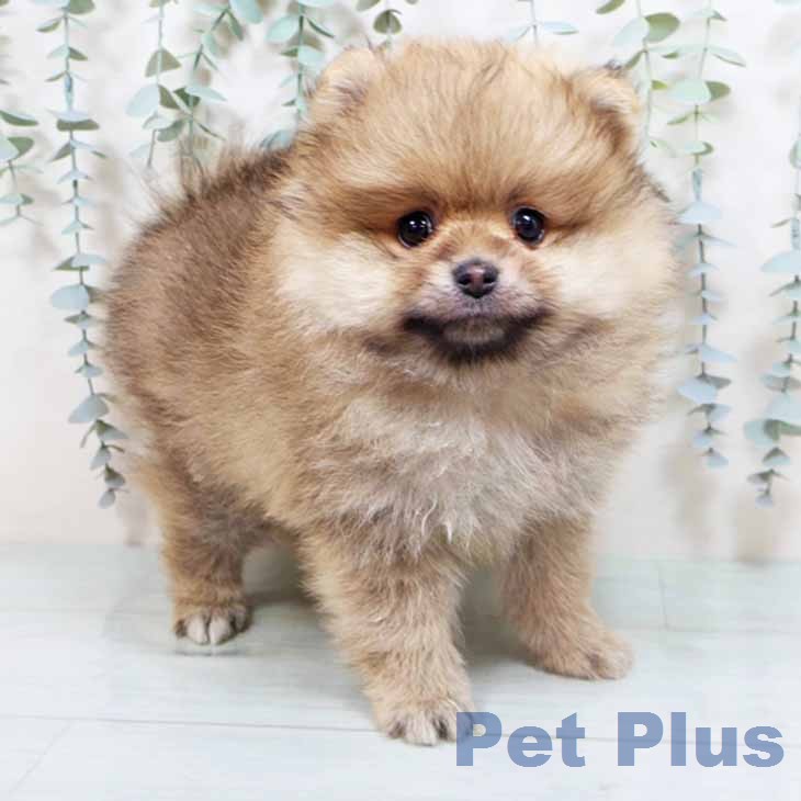 大阪府のポメラニアン (ペットプラス りんくう泉南店/2026年1月1日生まれ/男の子/オレンジ)の子犬の2枚目の画像