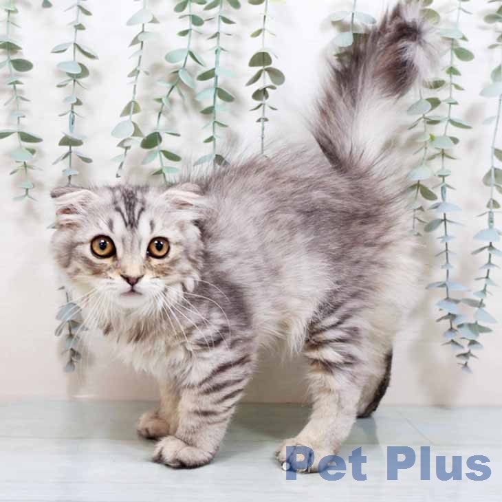 大阪府のスコティッシュフォールド (ペットプラス 鶴見店/2026年1月1日生まれ/男の子/シルバーマッカレルタビー)の子猫の1枚目の画像
