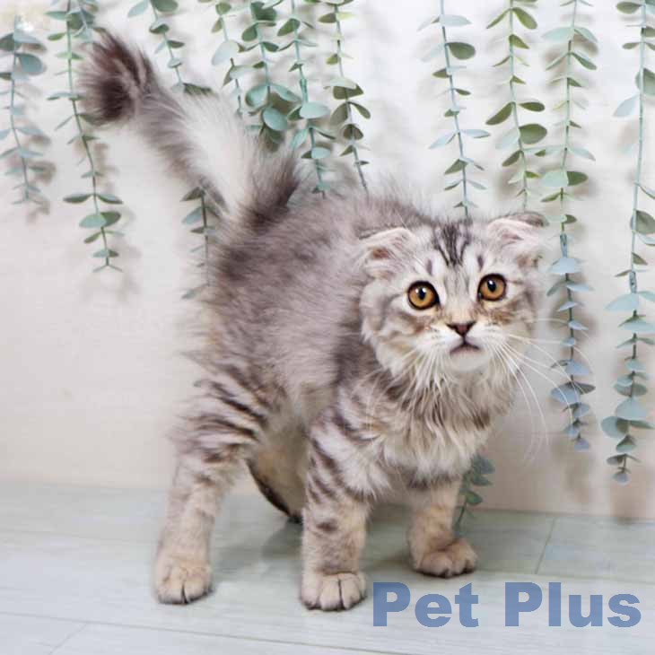 大阪府のスコティッシュフォールド (ペットプラス 鶴見店/2026年1月1日生まれ/男の子/シルバーマッカレルタビー)の子猫の2枚目の画像