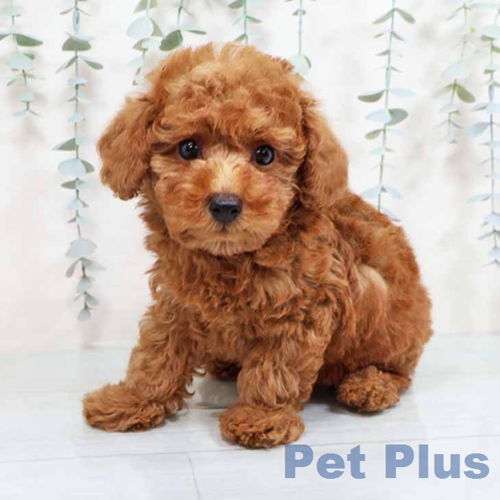 トイ・プードル