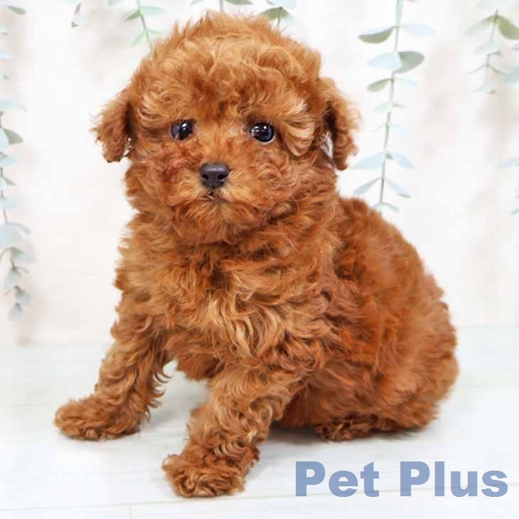 トイ・プードル