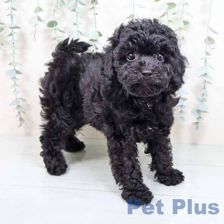 トイ・プードル