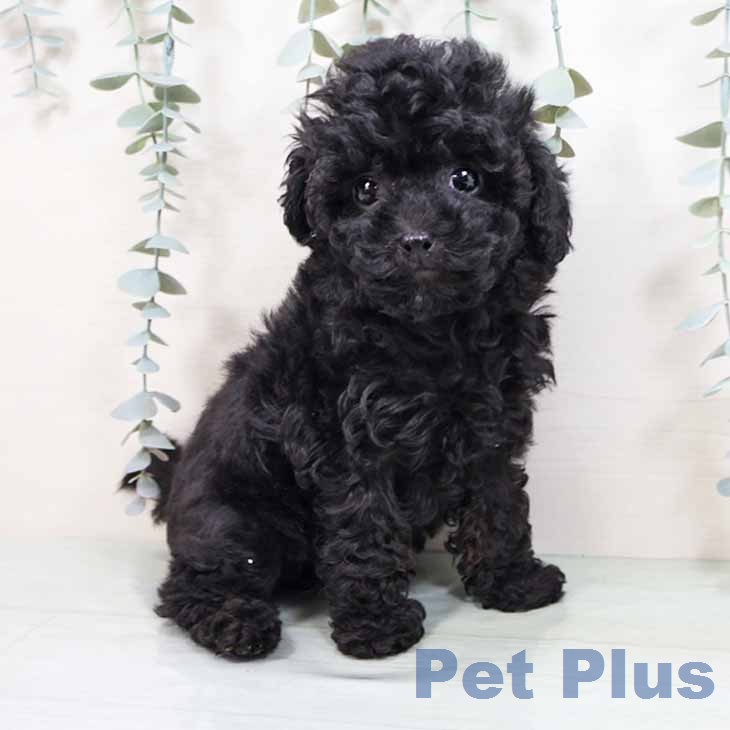 トイ・プードル