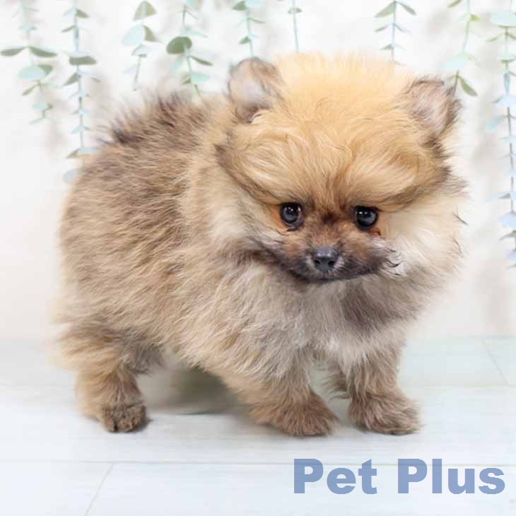 大阪府のポメラニアン (ペットプラス 四條畷店/2026年1月10日生まれ/男の子/オレンジ)の子犬の1枚目の画像