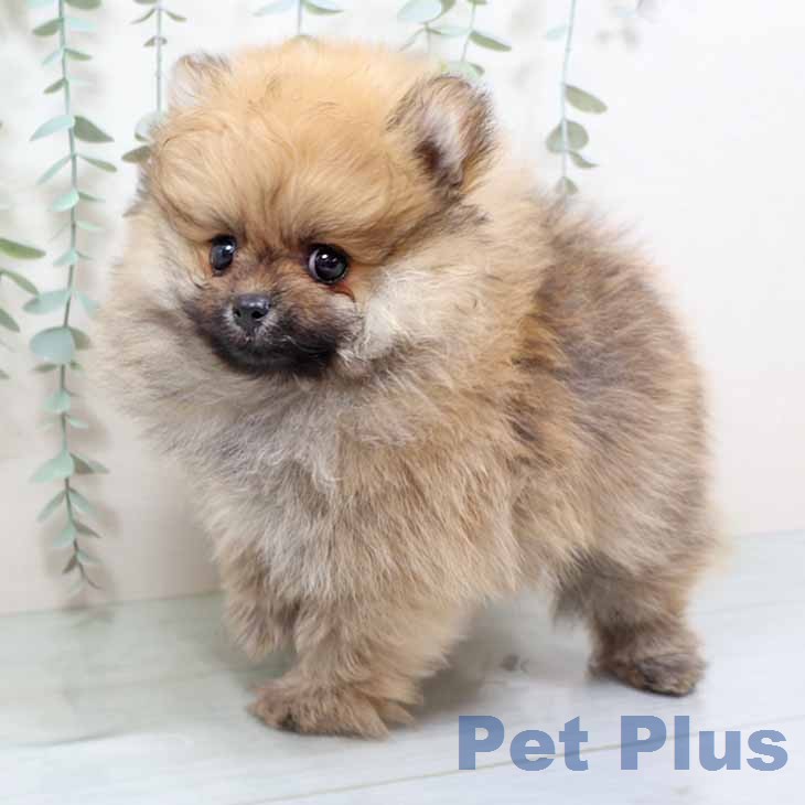 大阪府のポメラニアン (ペットプラス 四條畷店/2026年1月10日生まれ/男の子/オレンジ)の子犬の2枚目の画像
