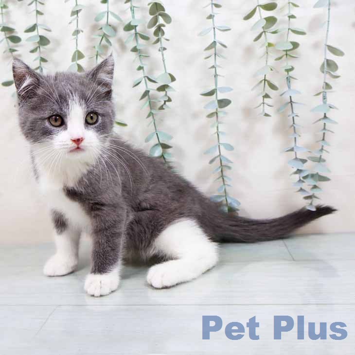 京都府のブリティッシュショートヘアー (ペットプラス 久御山店/2026年1月1日生まれ/男の子/ブルー)の子猫の1枚目の画像