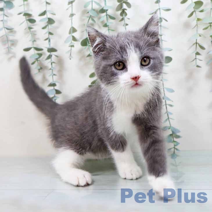 京都府のブリティッシュショートヘアー (ペットプラス 久御山店/2026年1月1日生まれ/男の子/ブルー)の子猫の2枚目の画像
