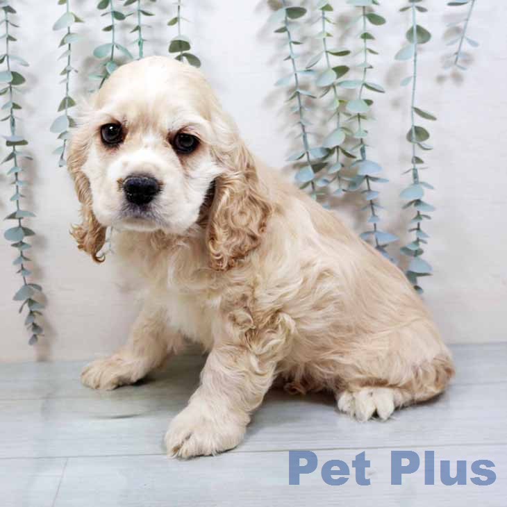 アメリカン・コッカー・スパニエルの写真2