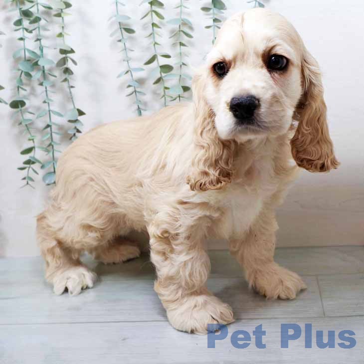 アメリカン・コッカー・スパニエルの写真2