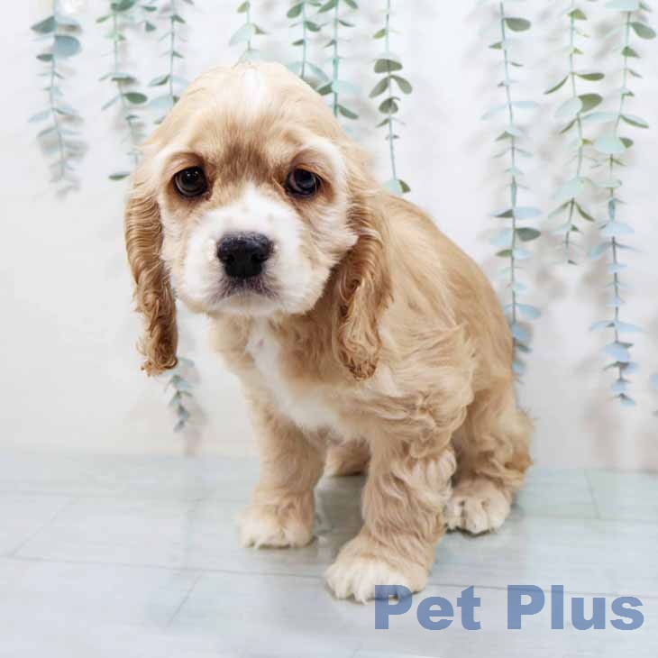 アメリカン・コッカー・スパニエルの写真2