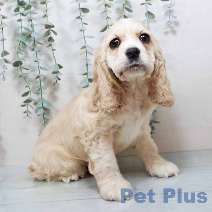 アメリカン・コッカー・スパニエル